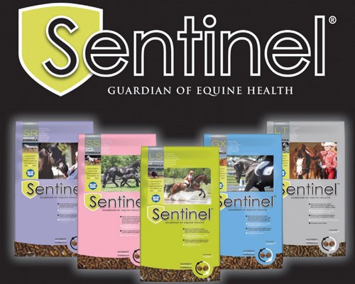 Sentinel Horse Feed