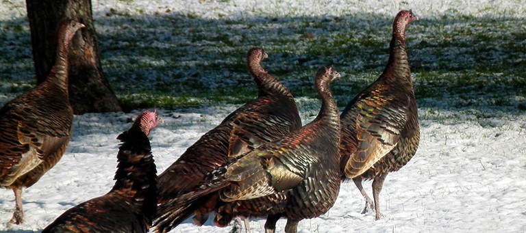 Blue Seal Turkey Feed Turkey Feed at Reboy Supply, Inc.