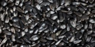 Black Oil Sunflower Seed