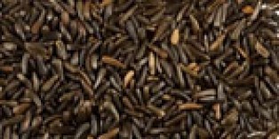 Nyjer (Thistle) Seed