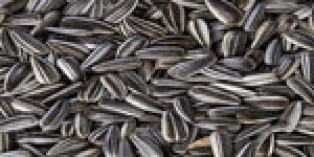 Striped Sunflower Seed