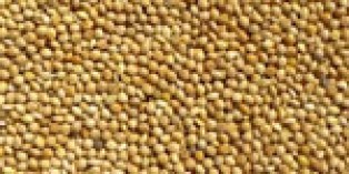 White Proso Millet