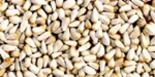 White Safflower Seed
