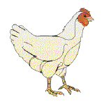Feed for Chickens