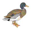 Duck Feed