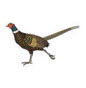 Game Bird Feed