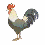 Chicken Feed